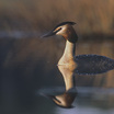Great Crested Grebe
